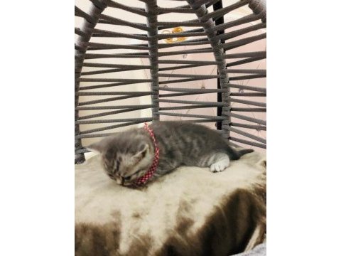British shorthair yavru kediler yeni evlerini arıyorlar