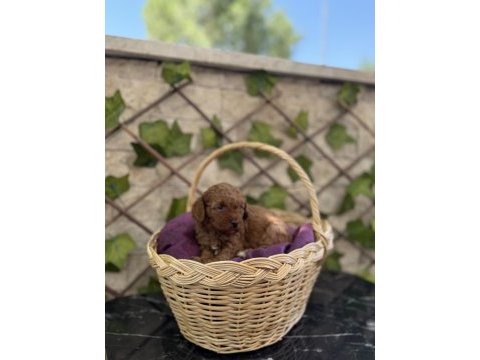 Show kalite poodle yavrularımız sizleri bekliyor