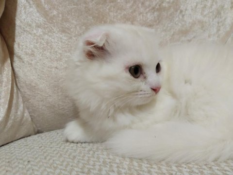 2 aylık beyaz scottish kedi satılık