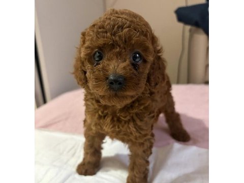 Poodle bebek