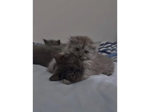 British shorthair scottish fold 2 aylık yavrular