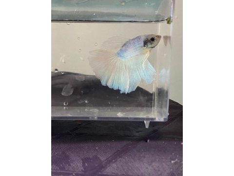 Premium betta balıkları