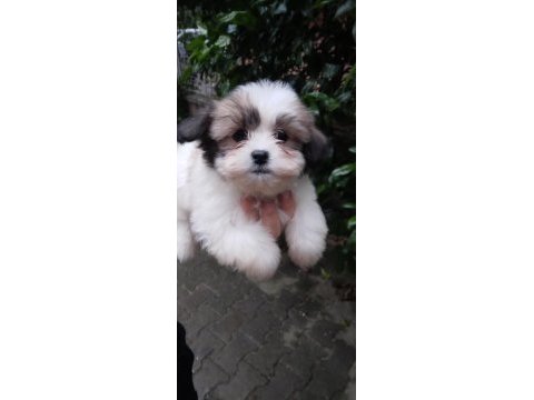 Sevimli morkie yavrular