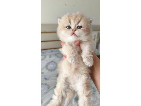 Özel renk chocolate golden british longhair
