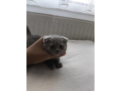 Orjinal scottish fold bebek