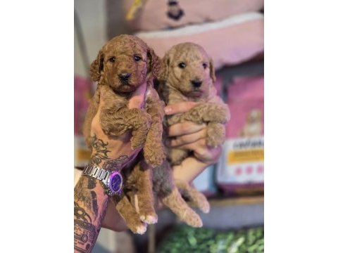 Burkem ailesinden özel seri dev poodle yavruları