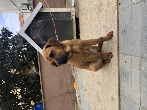 Güzel bull mastiff kızımız
