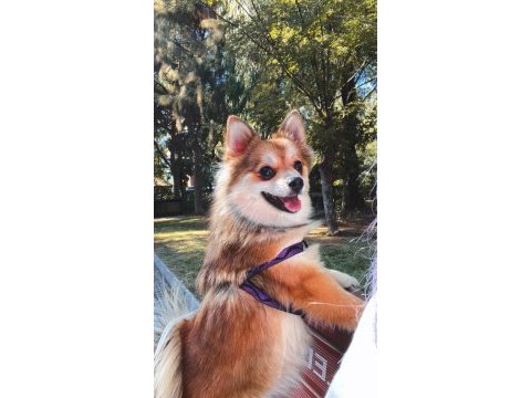 Pomeranian dişi kızımız