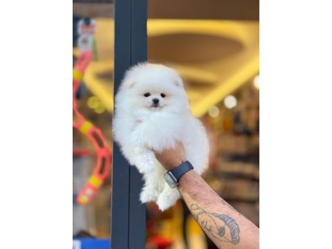 Pomeranian boo ayıcık surat biblolar