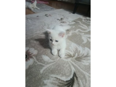 Cici kız british shorthair