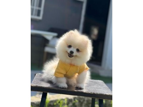 Pomeranian boo yavrular