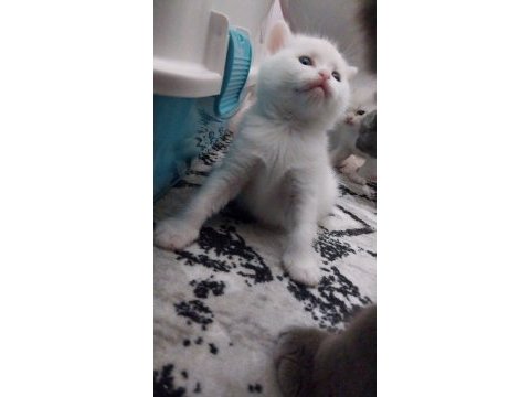 1 aylık sütten kesilince teslim british shorthair