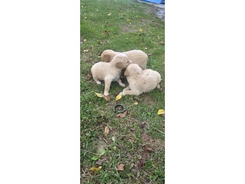 Yavru golden retriever 4 erkek 3 dişi