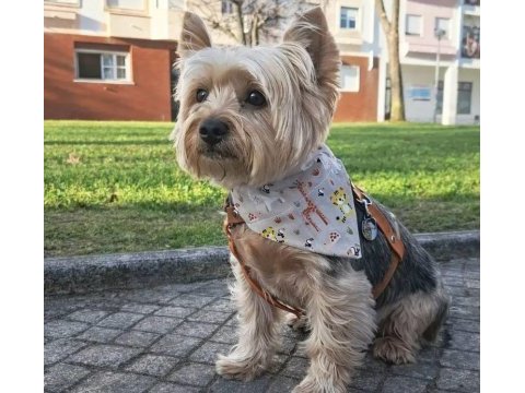Çok uyguna süs köpeği