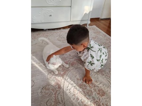 1.5 yaşında beyaz british shorthair uysal ve çok evcil