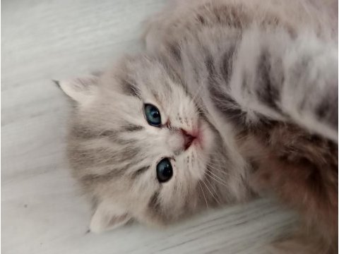 Bebek yüzlü kızım british longhair