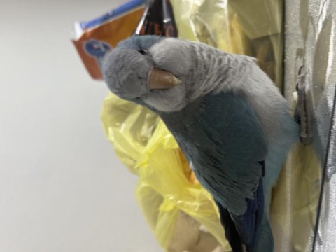 Çok güzel bebek monk konuşma mevcut