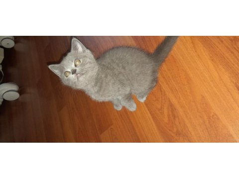 Safkan scottish fold