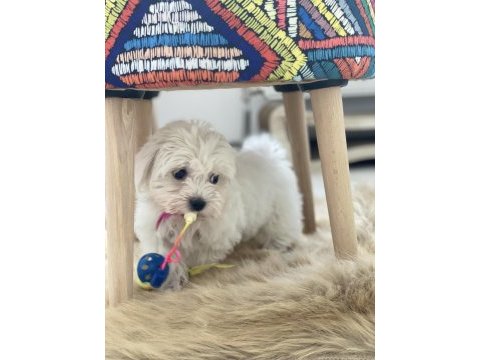 Maltese terrier yavru