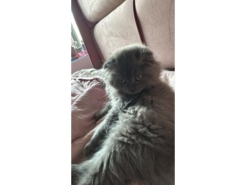 4 aylık uzun tüylü özel kedim