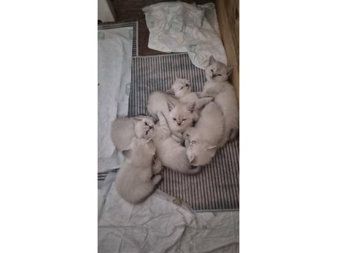 Şecereli anne baba kediler