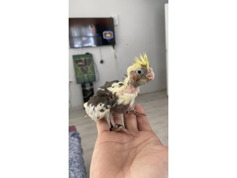 Vanilya petstoredan bebek sultan papağanları
