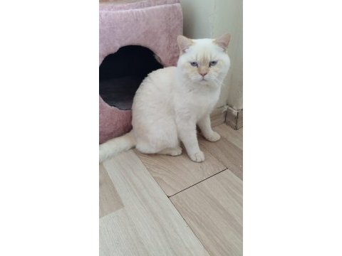 British shorthair erkek red point