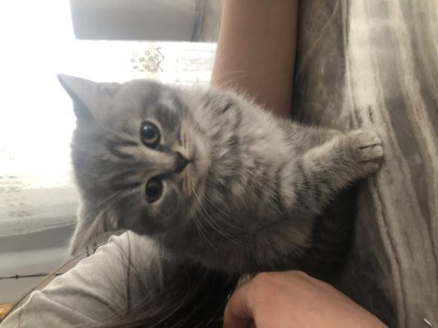 3 güzel british shorthair kızım yeni sahiplerini arıyor
