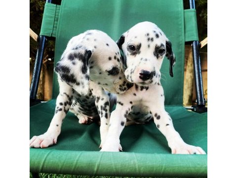 Anne altından dalmaçyalı (dalmatian) yavrular
