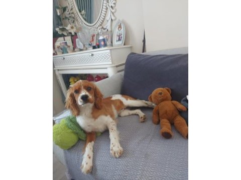 %100 safkan cavalier king charles yavrusu