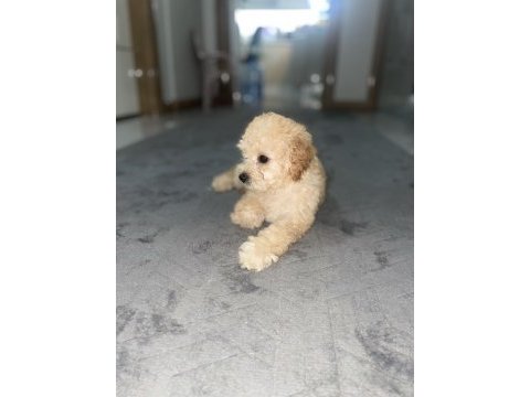 Maltipoo 3 aylik dişi