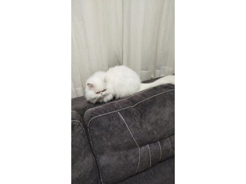 Ücretsiz sahiplendirme 1 yaşında kedimiz