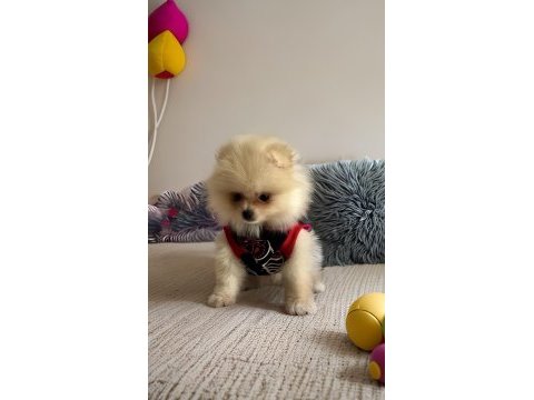 Orjinal ırk garantili pomeranian boo antalya
