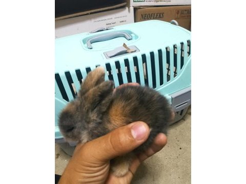 Yavru teddy hollanda lop tavşanı