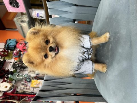 1 yaşında show kalite pomeranian boo gama