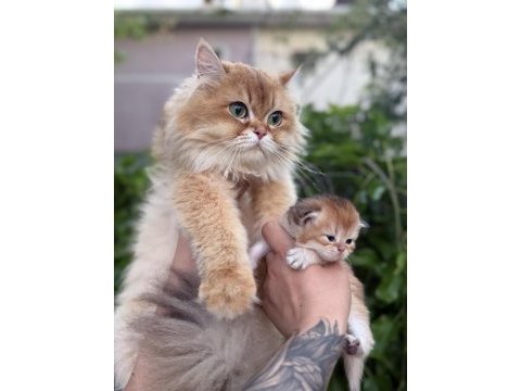 British longhair bebekler
