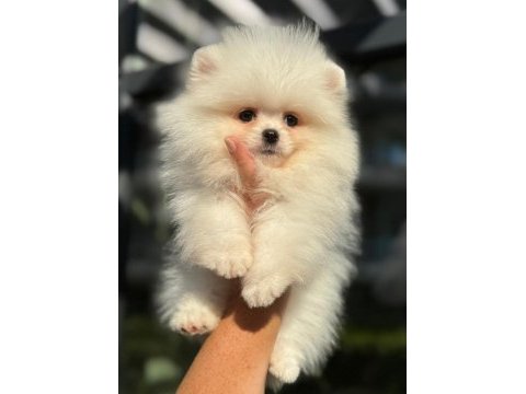 Ankaranın en güzel pomeranian boo yavruları
