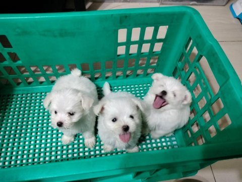 Babyface küt burun erkek ve dişi köpeğimiz