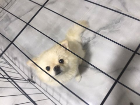 1 yaşında pomeranian tuvalet eğitimi var