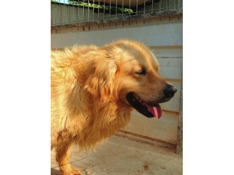 Golden retriever gerçek orjinal bebekler