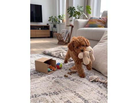 Safkan toy poodle