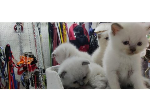 British ve scottish shorthair blue point yavrular