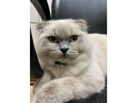 7 aylık scottish fold