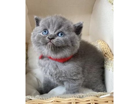 Ayı surat brıtısh shorthair yavrularım 