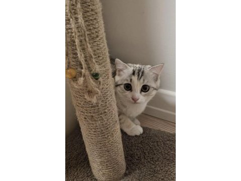 5 aylık dişi scottish fold