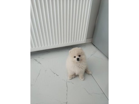 Pomeranian boo ayı surat