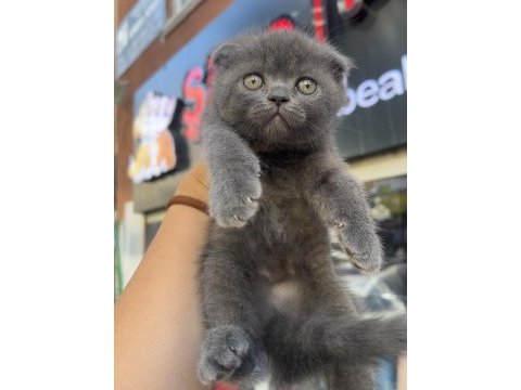 Scottish fold top kafa gri erkek