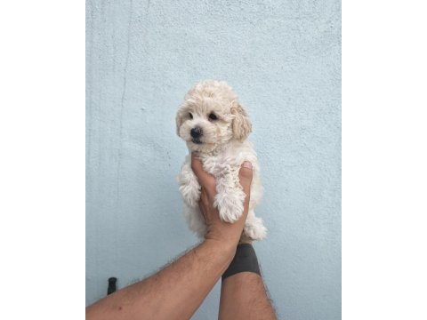 Erkek dişi maltipoo bebekler