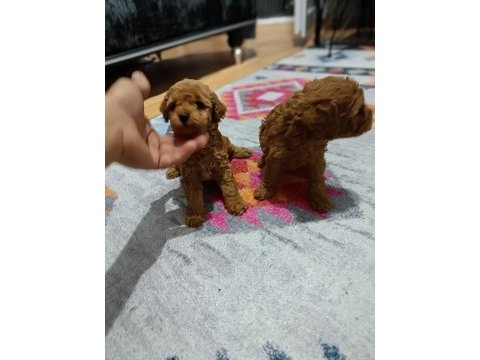 Toy bebekler poodle