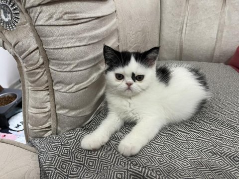 Exotic shorthair ve longhair yavru